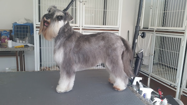 Foto 1 Animalândia Shop