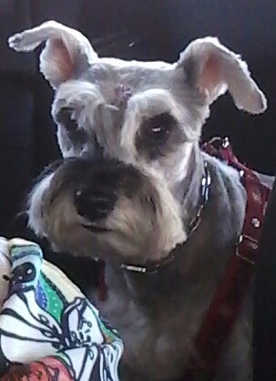 Foto 2 Clínica Veterinária Juliu's e Rações