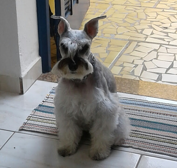 Foto 3 Clínica Veterinária Juliu's e Rações