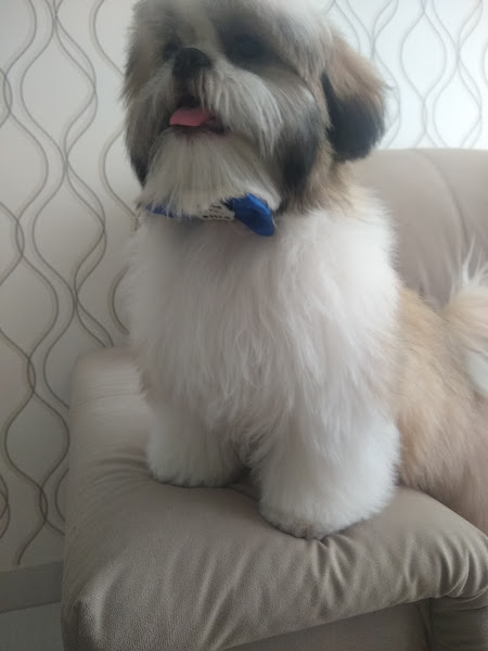 Foto 4 Clínica Veterinária Juliu's e Rações Foto 4 Clínica Veterinária Juliu's e Rações