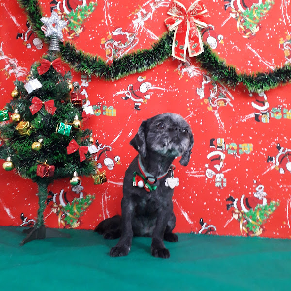 Foto 6 GoodCão Agropet