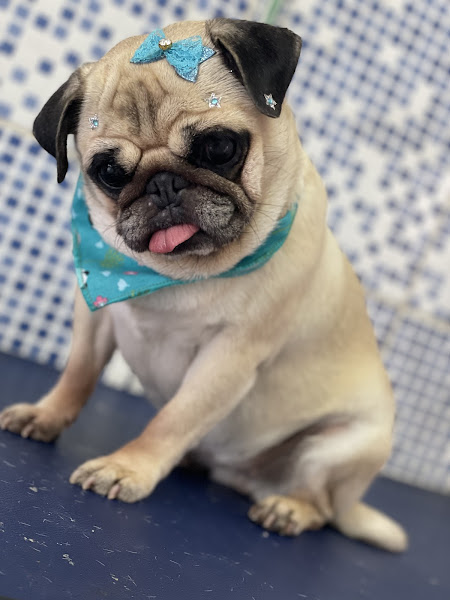 Foto 2 Rose Banho E Tosa