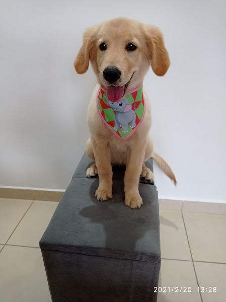 Foto 4 Rose Banho E Tosa