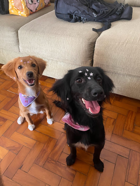 Foto 5 Rose Banho E Tosa