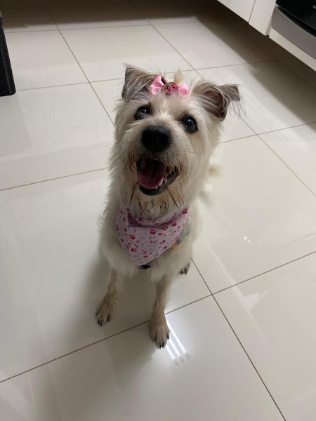 Foto 1 Dogzera Clínica Veterinária Pupular