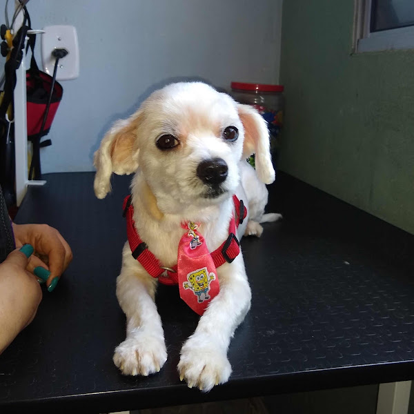 Foto 3 Banho e Tosa AGRO BARROS Planalto