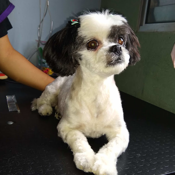 Foto 4 Banho e Tosa AGRO BARROS Planalto