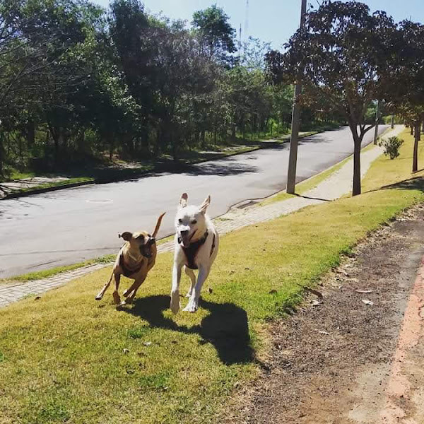 Clínica Veterinária Cãopinas