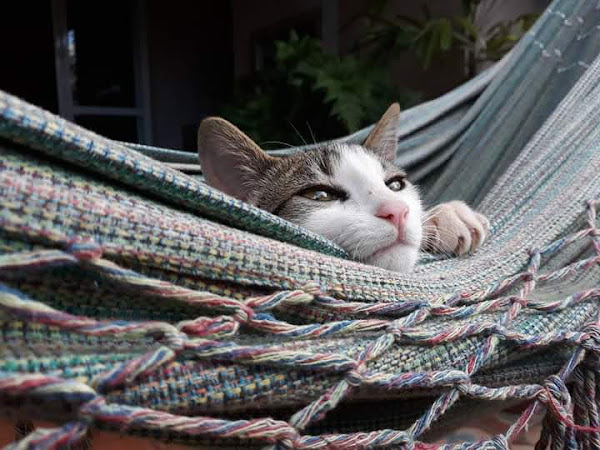 Foto 1 Clínica Veterinária Cãopinas