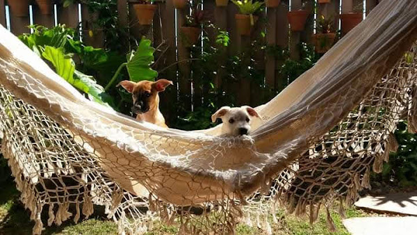 Foto 2 Clínica Veterinária Cãopinas