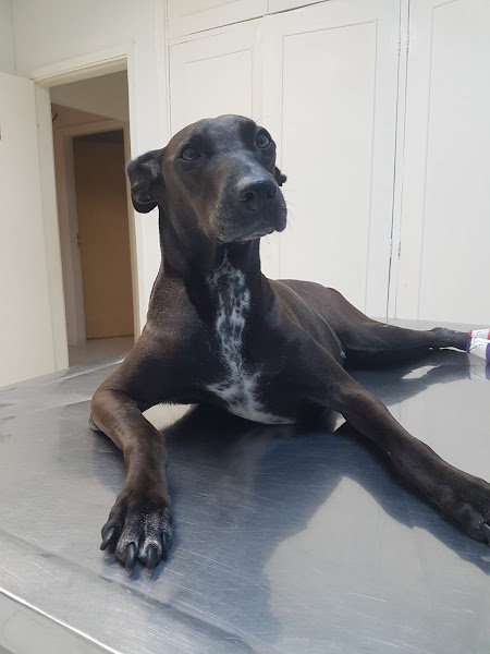 Clínica Veterinária É Dos Bichos