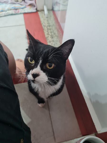 Clínica Veterinária Proença