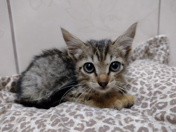 ?? Clínica Veterinária PoppiVet | Veterinária Campinas