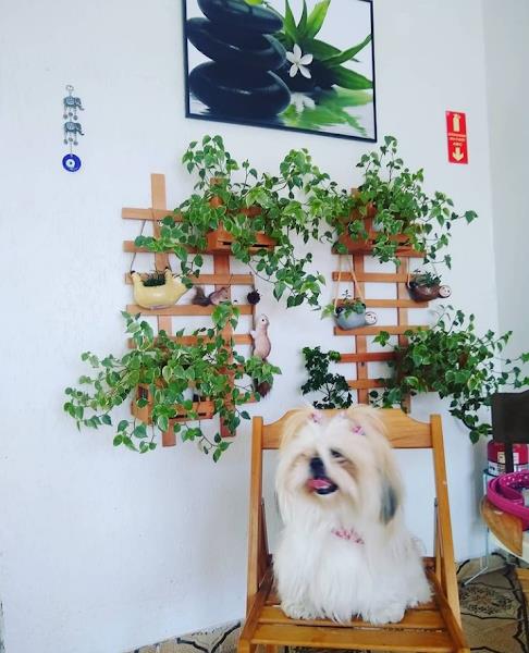 Foto 3 ?? Clínica Veterinária PoppiVet | Veterinária Campinas