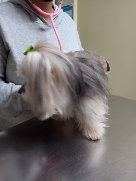 Foto 1 Amicão - Cliníca Veterinária Foto 1 Amicão - Cliníca Veterinária