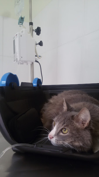 Clínica Veterinária Princesa D'oeste