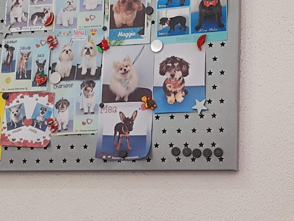 Foto 1 Itacamp Clínica Veterinária