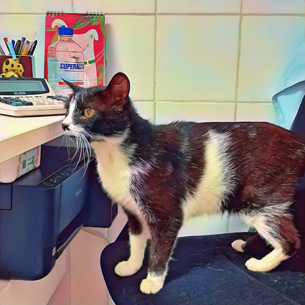 Foto 2 Clínica Veterinária Mundo Animal