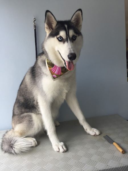 Foto 2 Centro Veterinário Pet Vida - 24 horas - Campinas