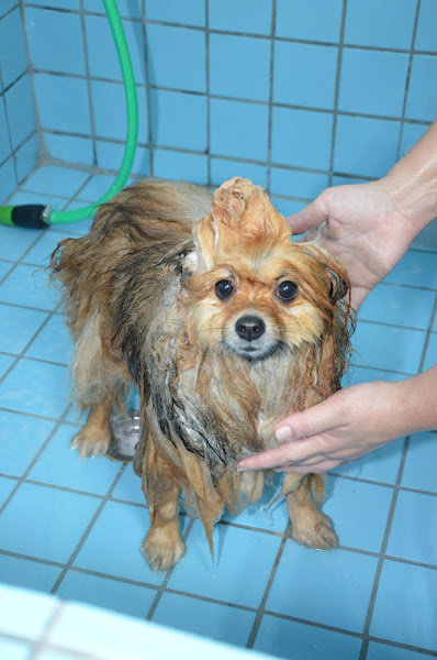 Foto 3 Centro Veterinário Pet Vida - 24 horas - Campinas