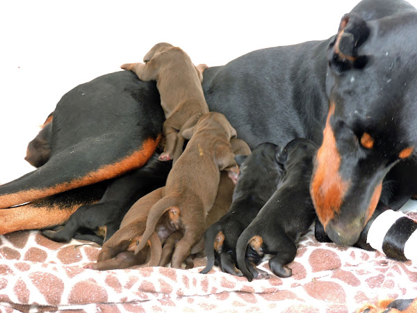 Foto 4 Centro Veterinário Pet Vida - 24 horas - Campinas