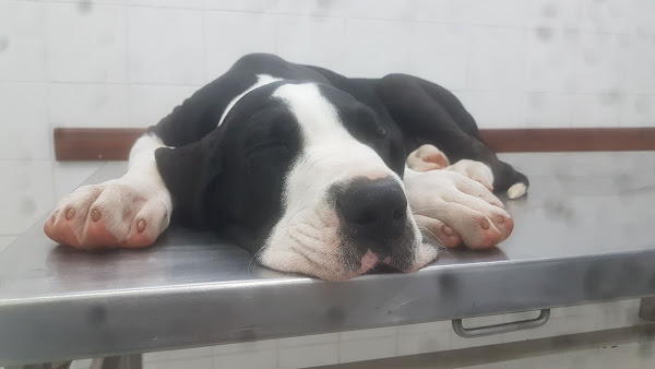 Clínica Veterinária Norte Sul