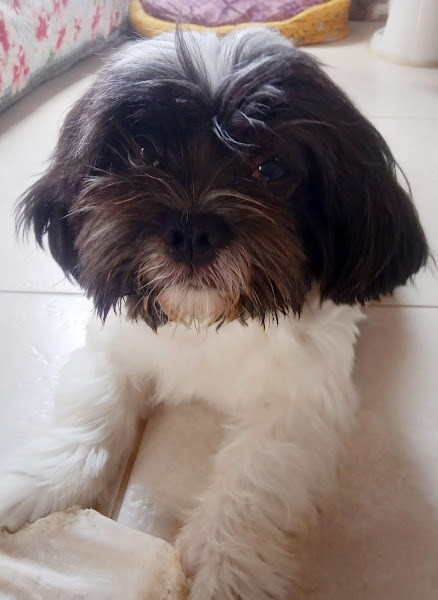 Foto 2 Clínica Veterinária Norte Sul