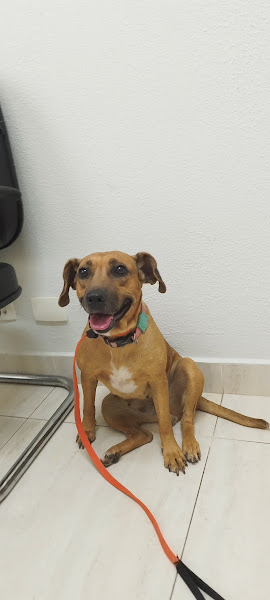 Clínica Veterinária