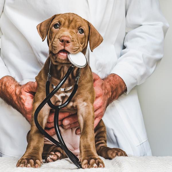 Foto 2 ?? Pet Luz Clínica Veterinária | Clínica Veterinária Campinas