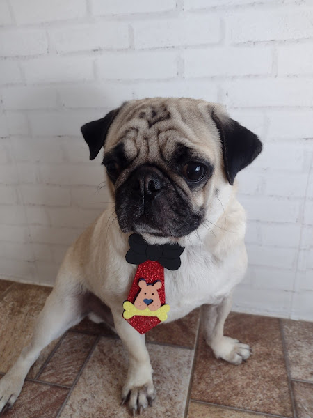 Foto 1 Dra's Pet - Clínica Veterinária