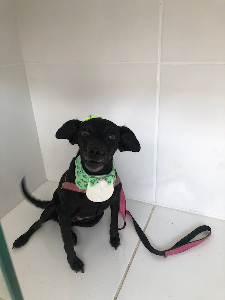 Foto 2 Dra's Pet - Clínica Veterinária