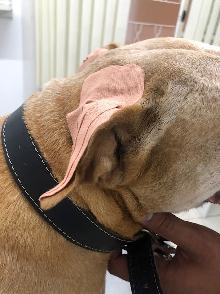 Foto 3 Dra's Pet - Clínica Veterinária