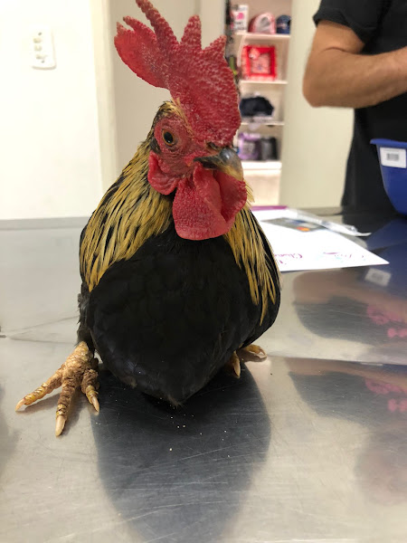 Foto 5 Dra's Pet - Clínica Veterinária