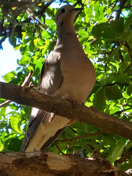 Animal Inc Campinas - Clínica Veterinária Animais Silvestres e Exóticos Animal Inc Campinas - Clínica Veterinária Animais Silvestres e Exóticos