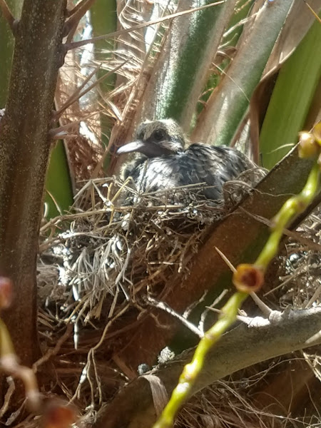 Foto 1 Animal Inc Campinas - Clínica Veterinária Animais Silvestres e Exóticos