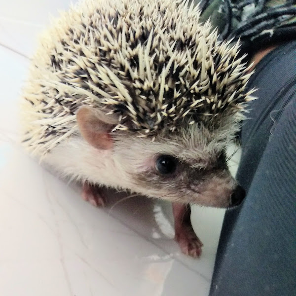 Foto 2 Animal Inc Campinas - Clínica Veterinária Animais Silvestres e Exóticos