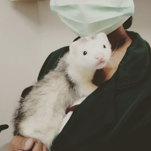 Foto 3 Animal Inc Campinas - Clínica Veterinária Animais Silvestres e Exóticos