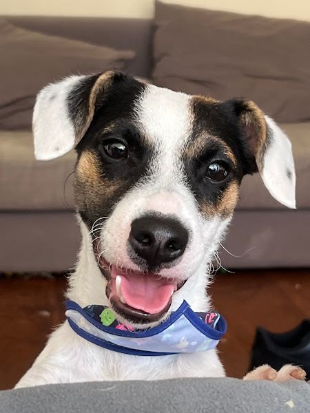 Foto 2 Clínica Veterinária Mederi Vet Foto 2 Clínica Veterinária Mederi Vet