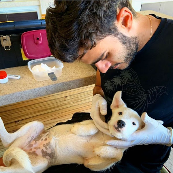 Rab Clínica Veterinária