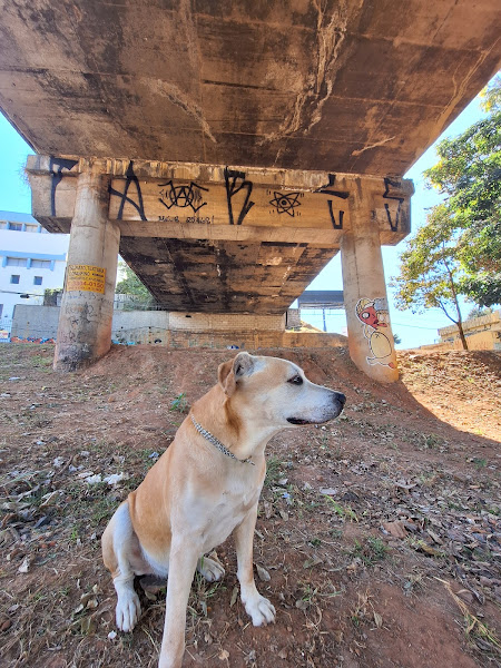 Vet Candy Clínica Veterinária