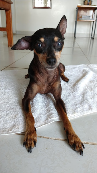 Clínica Veterinária - Dra. Adriana