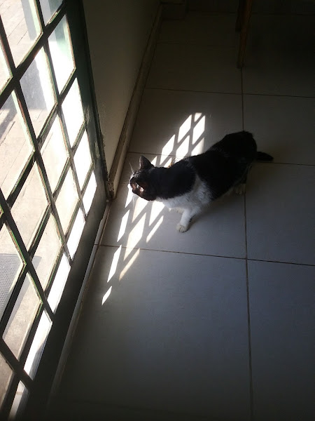 Foto 2 Clínica Veterinária - Dra. Adriana