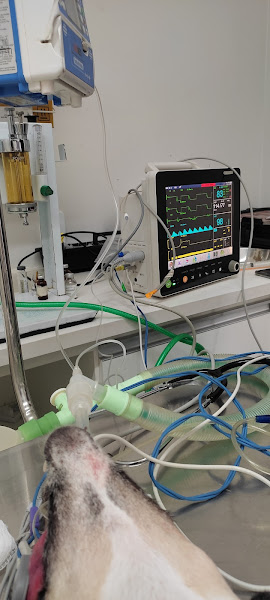 Foto 1 Centro Clínico Veterinário Planetvet - Clínica Veterinária 24 horas Campinas