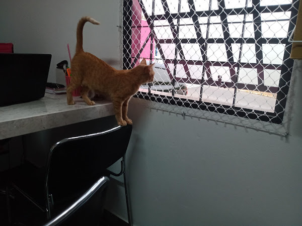 Foto 2 BELLA VET-CLÍNICA VETERINÁRIA-24h