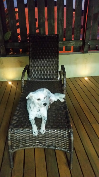 Veterinária Santa Lúcia