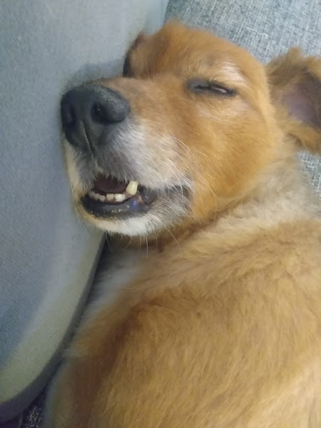 Foto 1 Veterinária Santa Lúcia