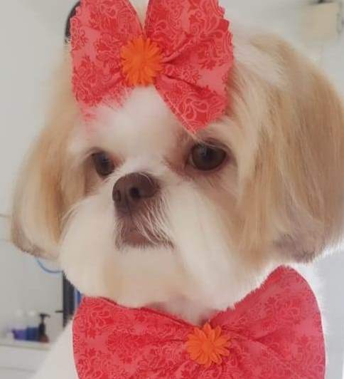 Clinica Veterinária Valentina