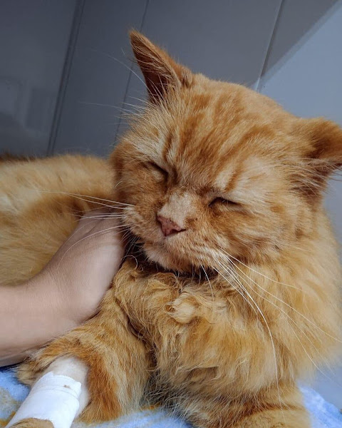 Foto 1 Clínica Veterinária Vet Maali - 24 horas em Campinas/SP