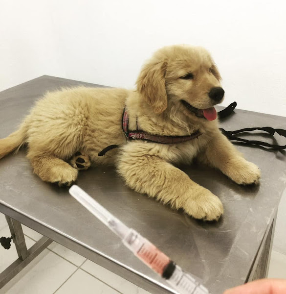 Núcleovet - Centro Médico Veterinário & Estética Animal