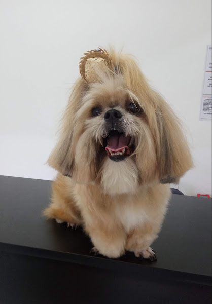 Foto 2 Núcleovet - Centro Médico Veterinário & Estética Animal